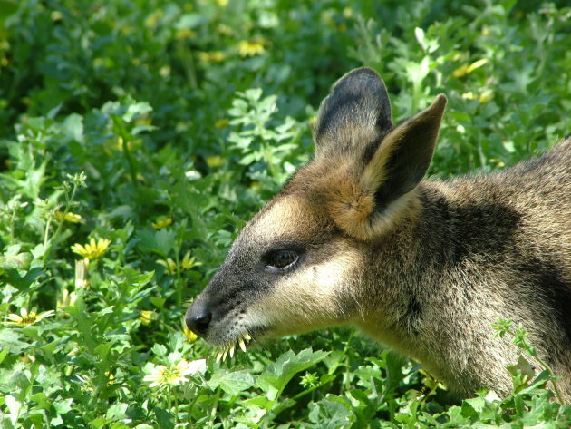 kangaroo