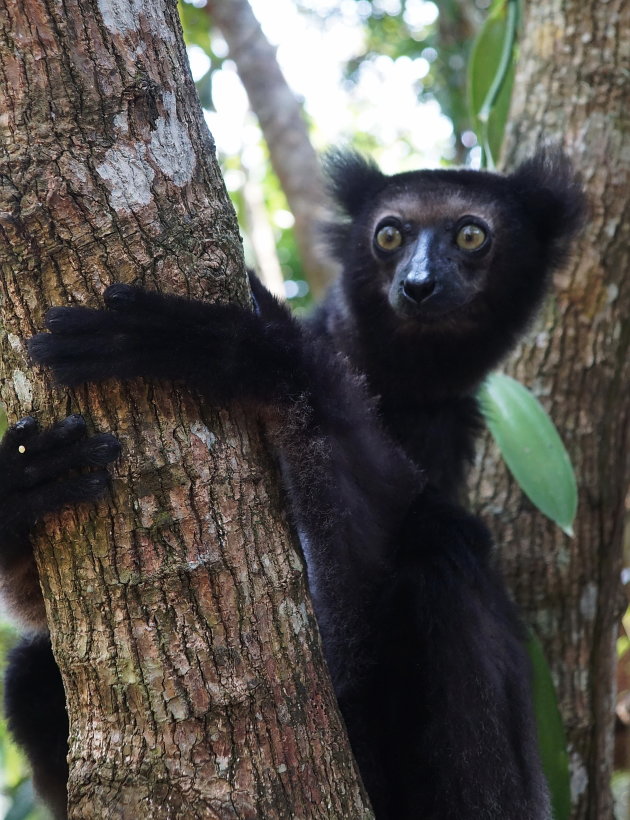 Zwarte Lemur