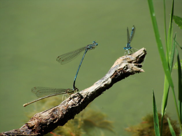 Libelles in Bulgarije