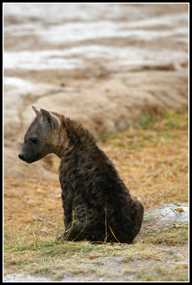 jonge Hyena!