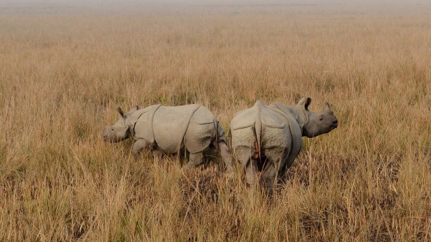 Pobitora Wildlife Sanctuary, de beste plek om Indische Neushoorns te zien.