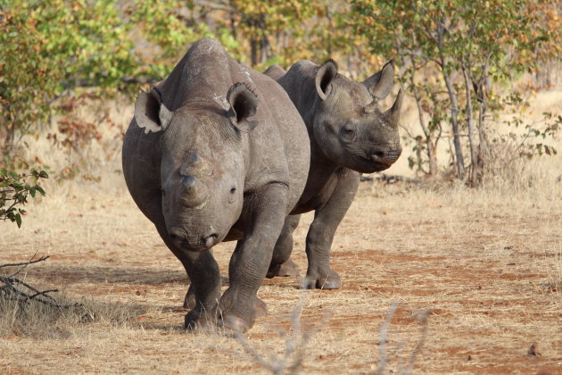 Moeder en dochter Neushoorn