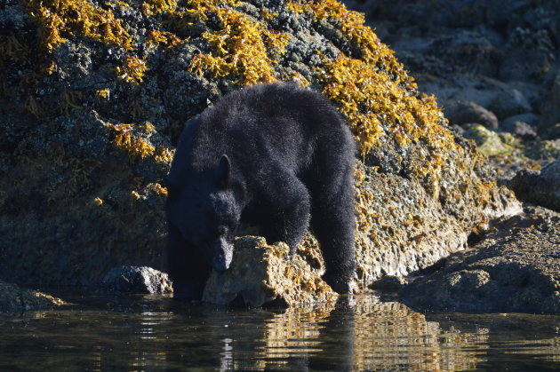 Zwarte Beer in Clayoquot Sound