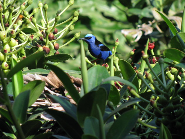 Blauw vogeltje