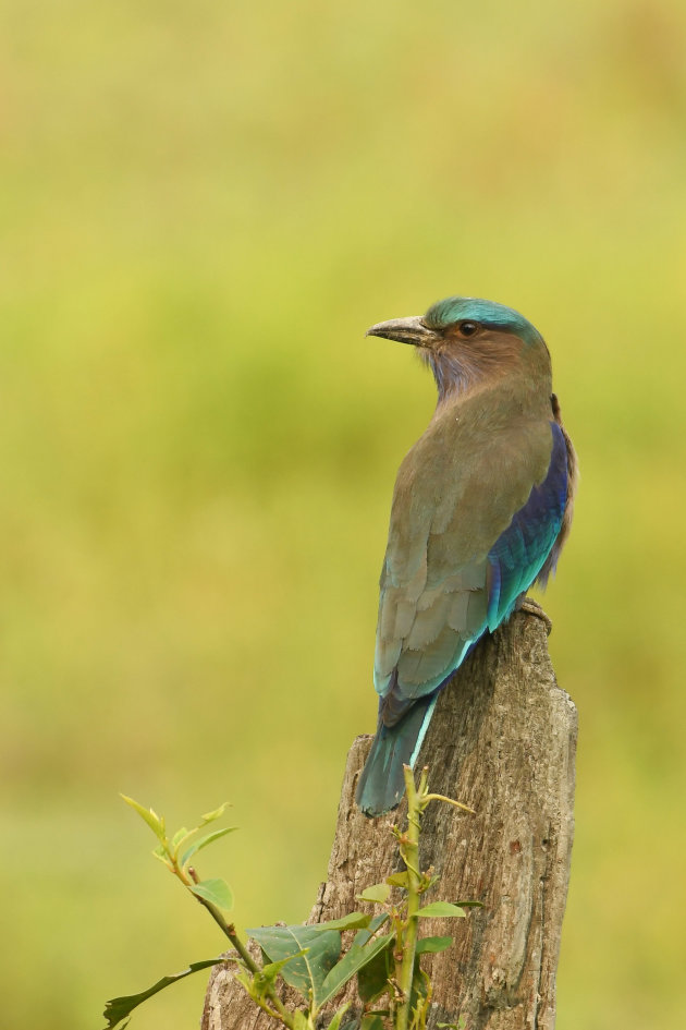 Indische Scharrelaar in Kaziranga.