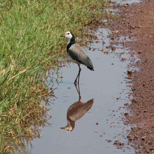 Langteenkievit bij Lake Manyara