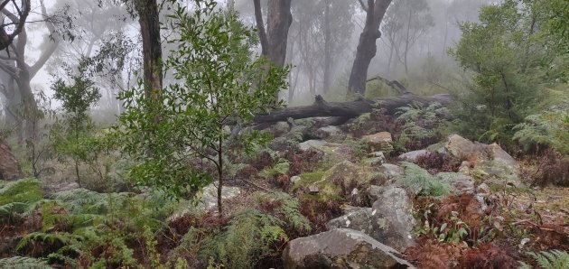 Grampiens in de mist