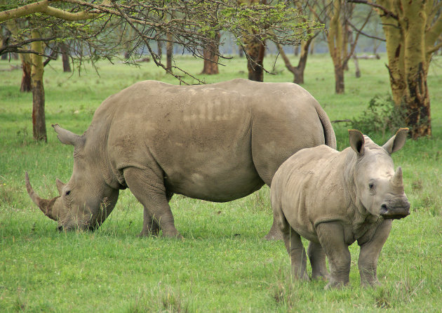 Neushoorns bij Lake Nakuru