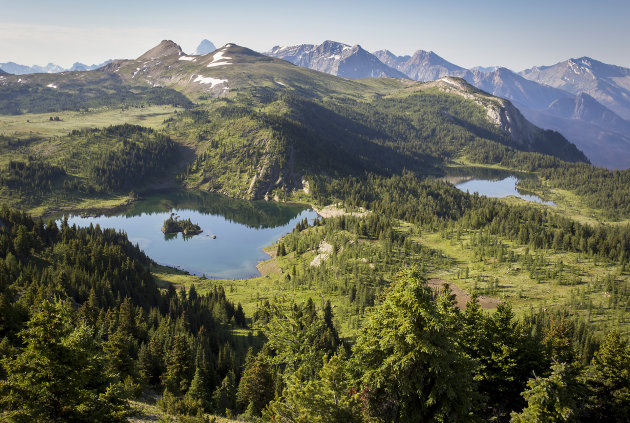 Sunshine meadows