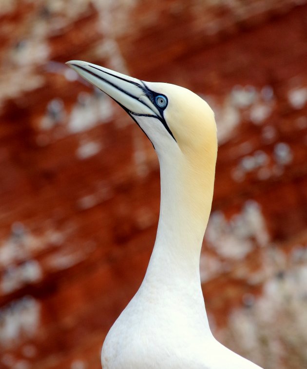 Helgoland: het is hier jan-tastisch