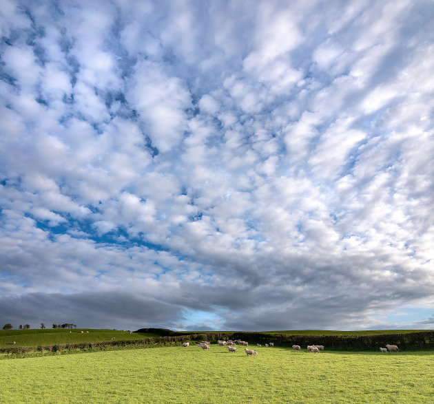 Schapen in Wales