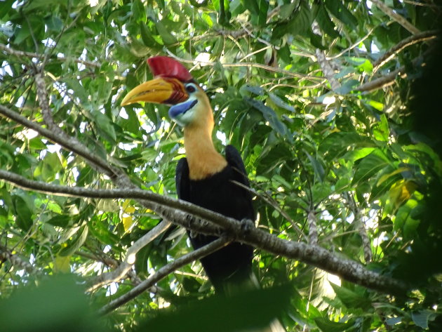 Tangkoko National Park is fantastisch!