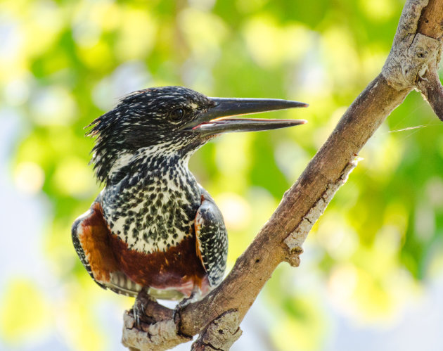 Afrikaanse reuzenijsvogel