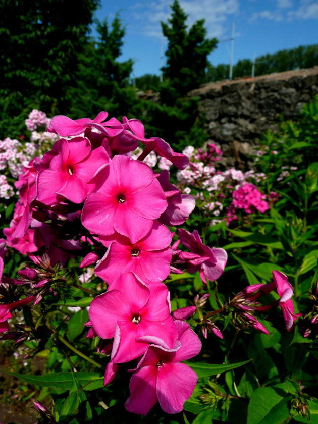 Botanische tuinen