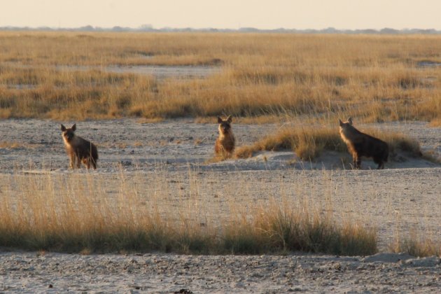 Zeer zeldzame hyena's in Botswana