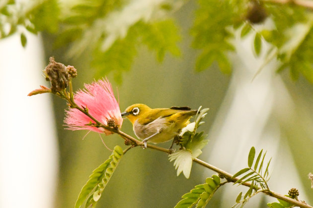 Indische Brilvogel bij Manas N.P.