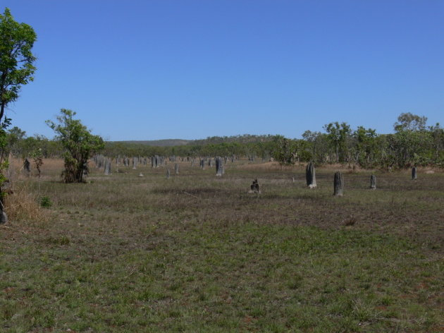 Termietenheuvels in Litchfield NP