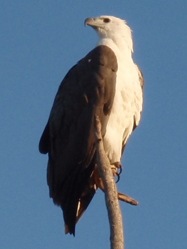 White-Bellied Sea Eagle