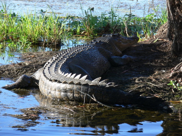 Zoutwaterkrokodil