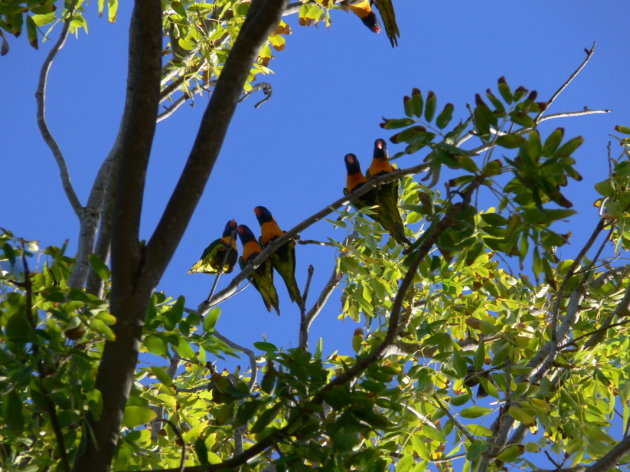 Rainbow Lorikeet