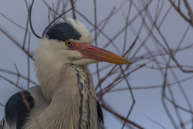 Ook andere vogels in de Camargue