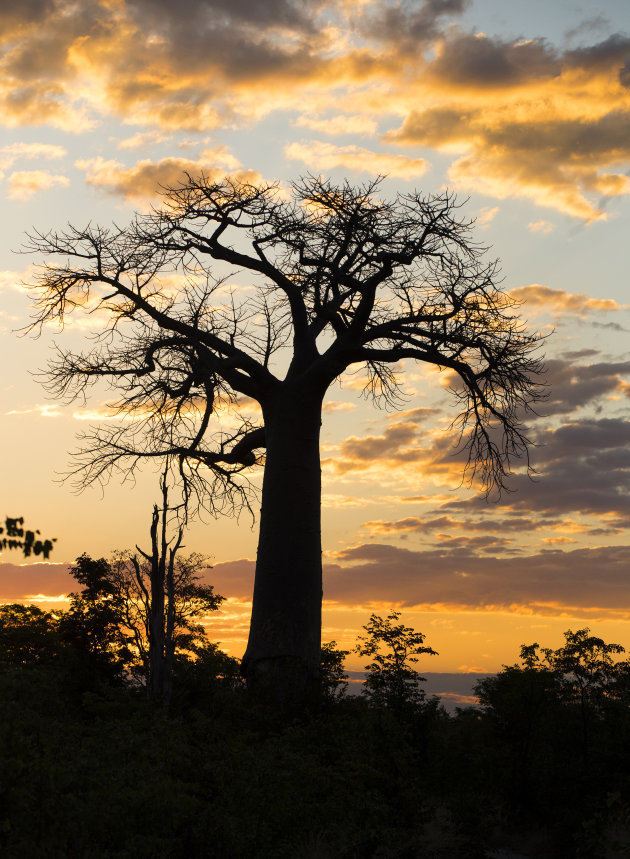 baobab