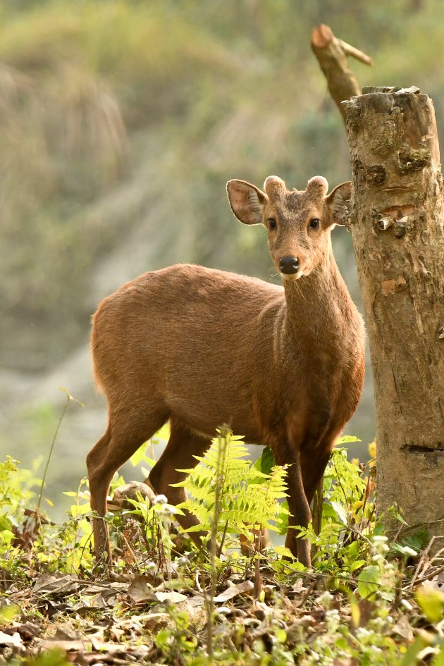 Zwijnshert in Kaziranga National Park.