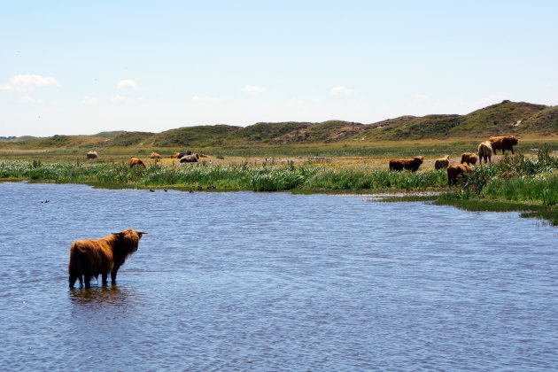 Schotse hooglanders in de Bollekamer