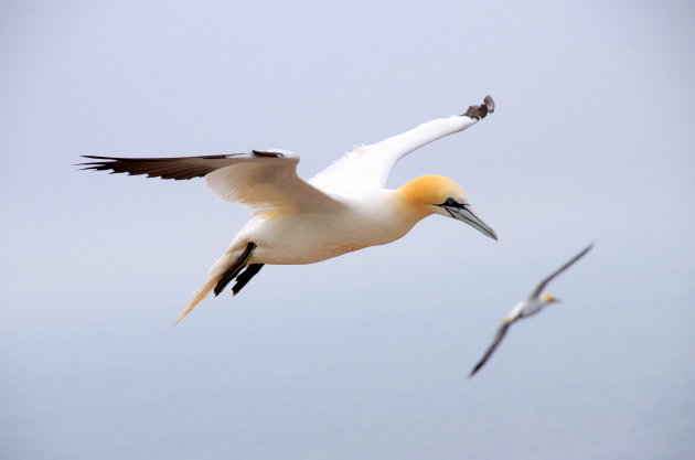 Jannen in de vlucht