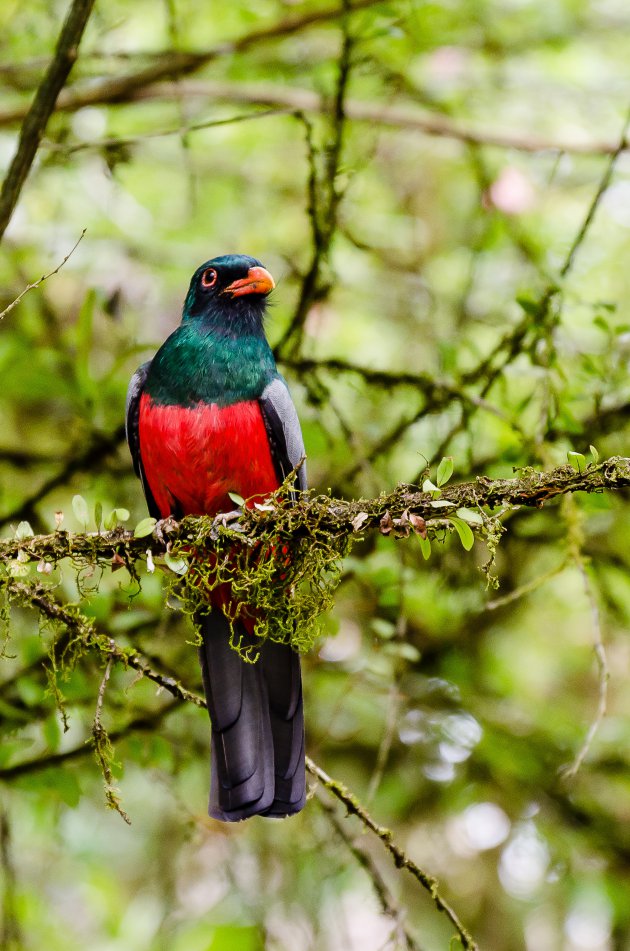 Massena's trogon