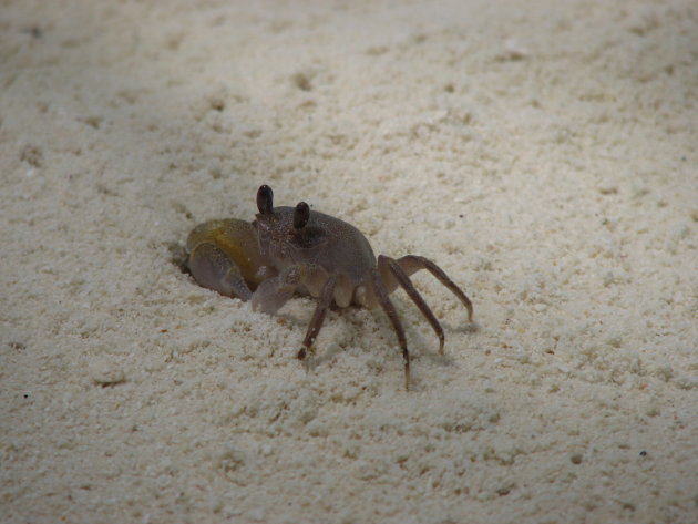 Kleurrijke krab.