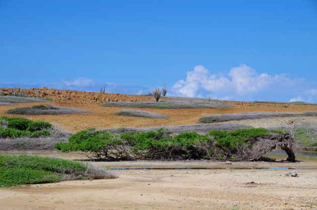 De langste boom van Bonaire