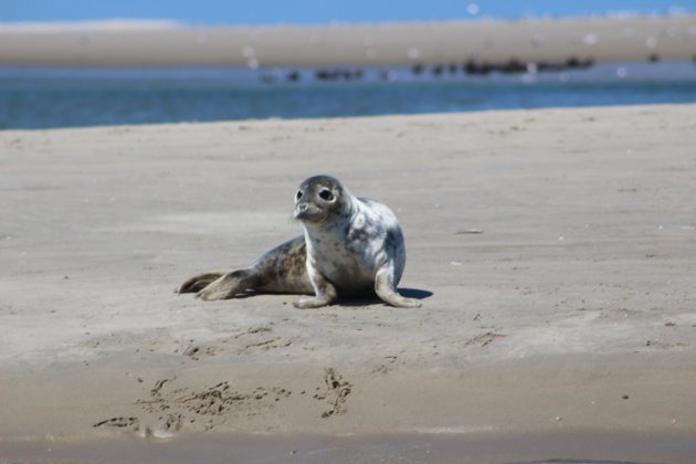 Zeehond op Vlieland