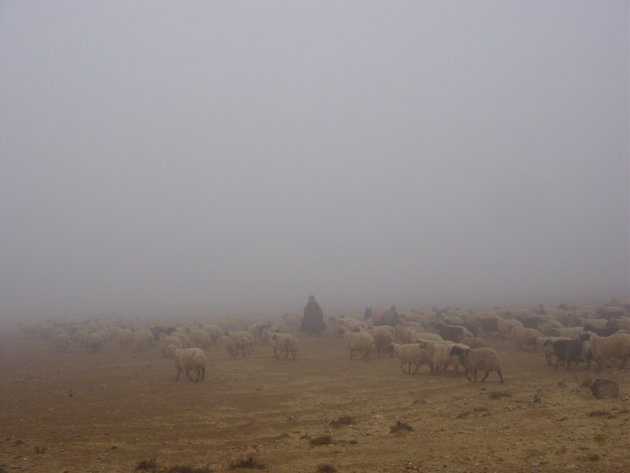 Schapenherder in de mist