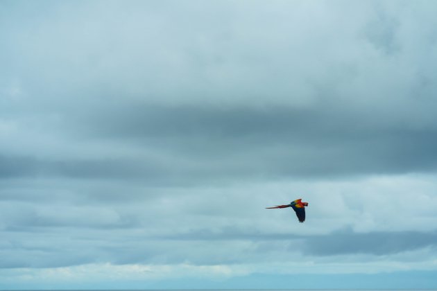 Scarlet Macaw