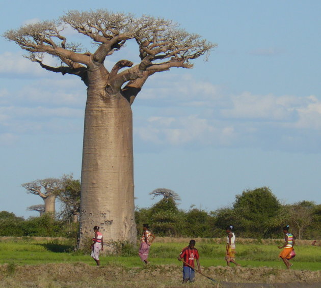 Baobab bomen