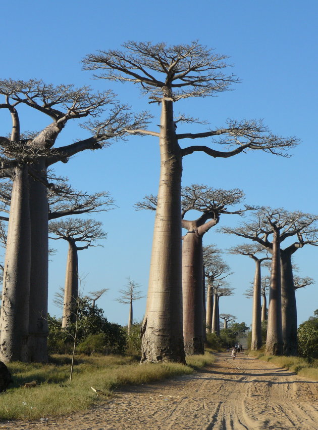 Baobab Avenue 