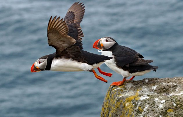 Latrabjarg, vogelrots!