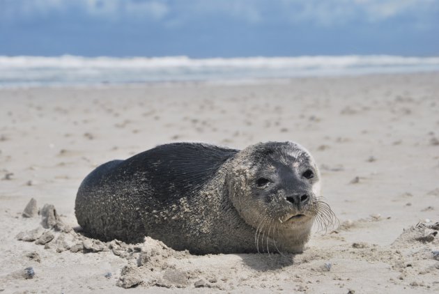 Huiler op het strand