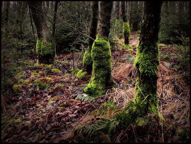 Groene voeten