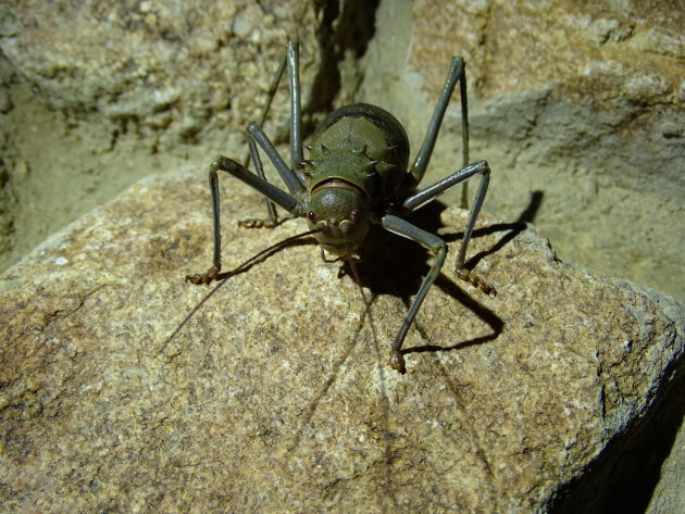 Grote krekel Sossusvlei