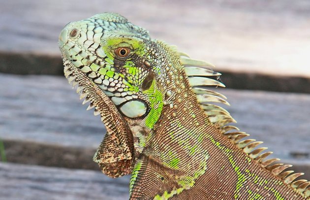 Iguana