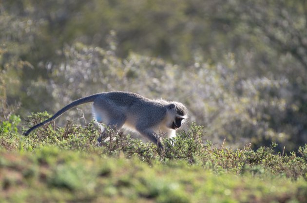 Meer dan alleen olifanten in Addo NP