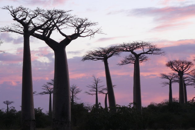 Baobab Avenue