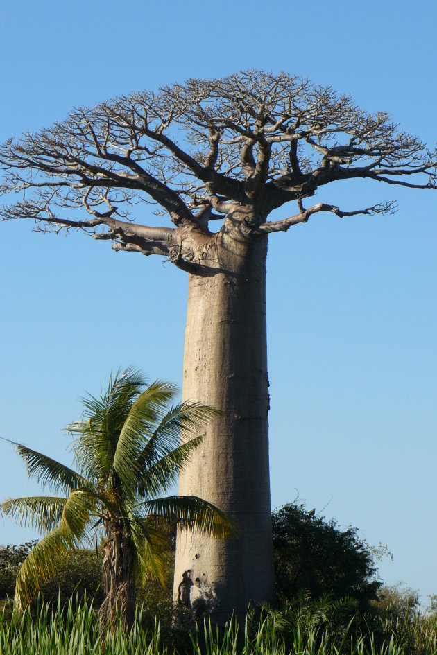 Baobab 