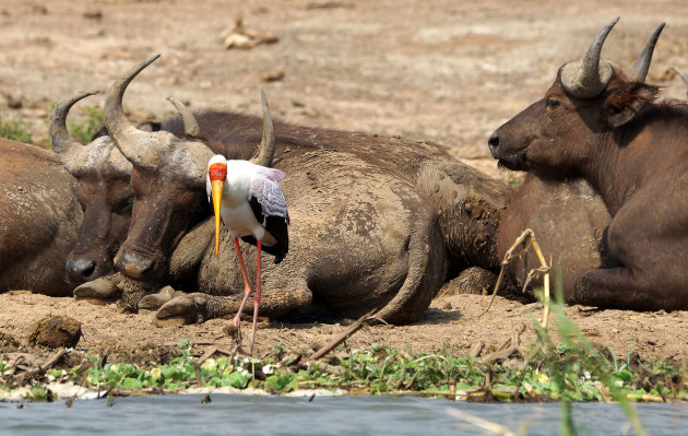 Wild van het Kazingakanaal