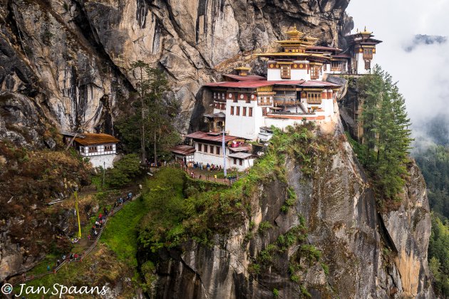 Tigers nest