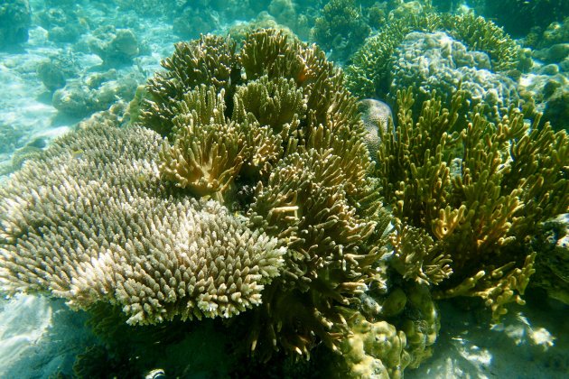 Onaangetast koraal