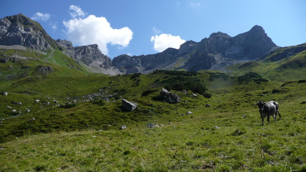 Koeien op de berg