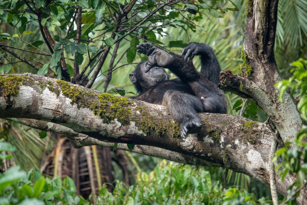 Bezoek de chimpansees en respecteer hun gebied.